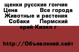 щенки русские гончие › Цена ­ 4 000 - Все города Животные и растения » Собаки   . Пермский край,Кизел г.